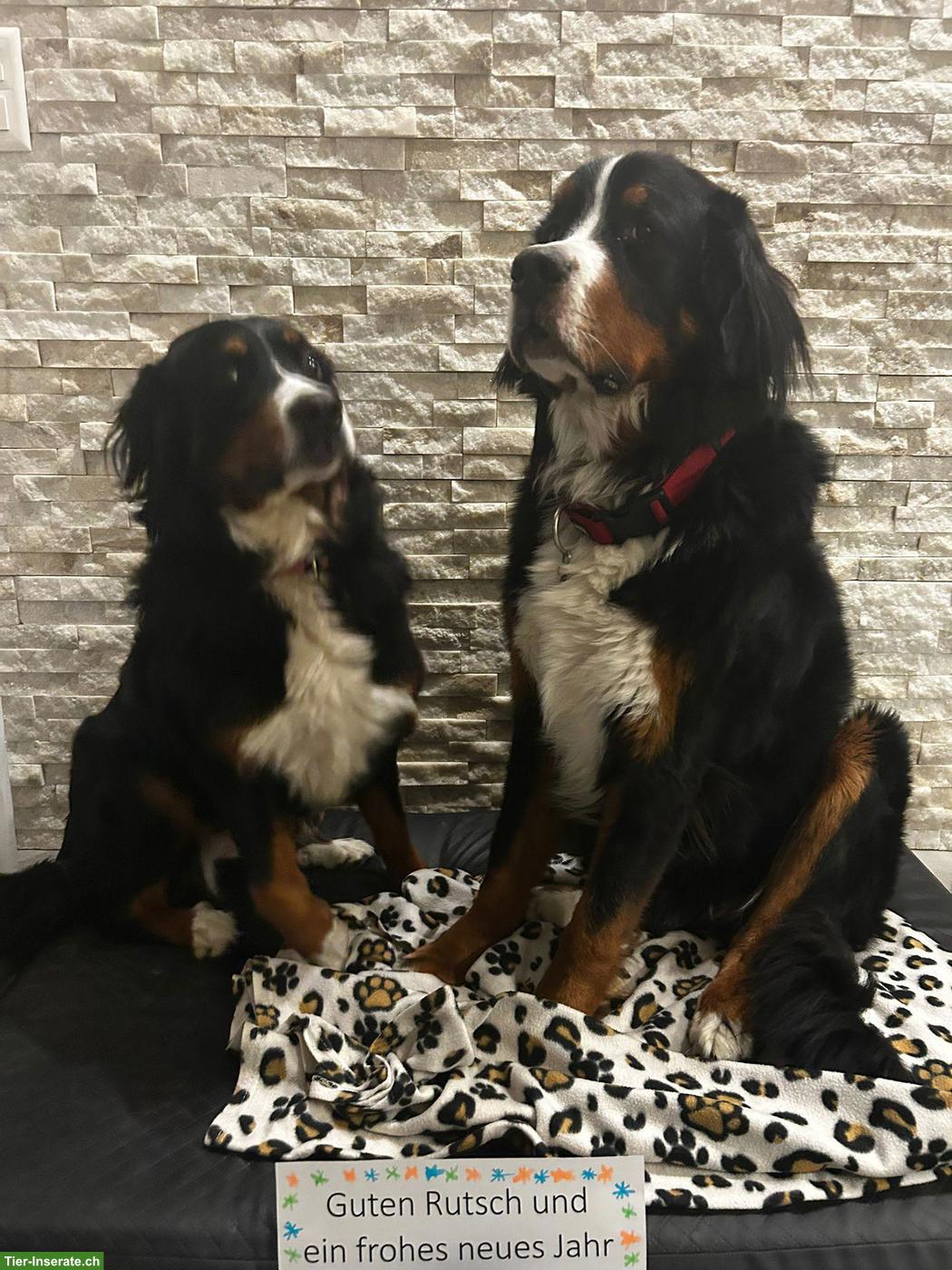 Bild 2: Wurfankündigung | Berner Sennenhund Welpen