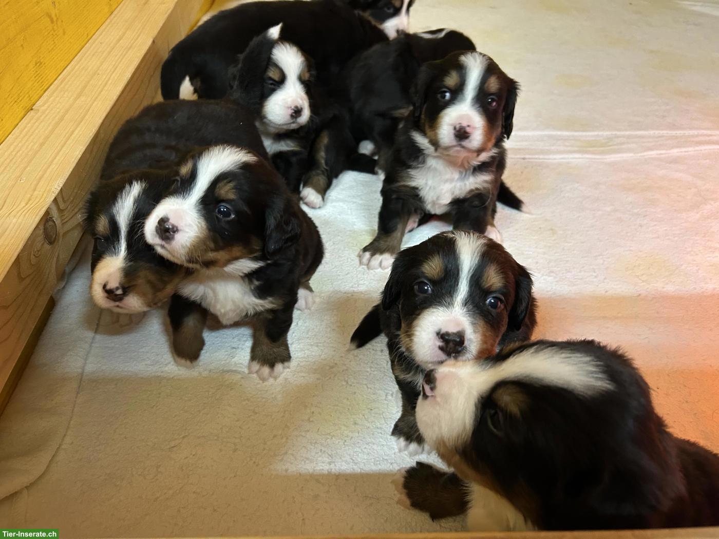 Bild 3: Berner Sennenhund Welpen