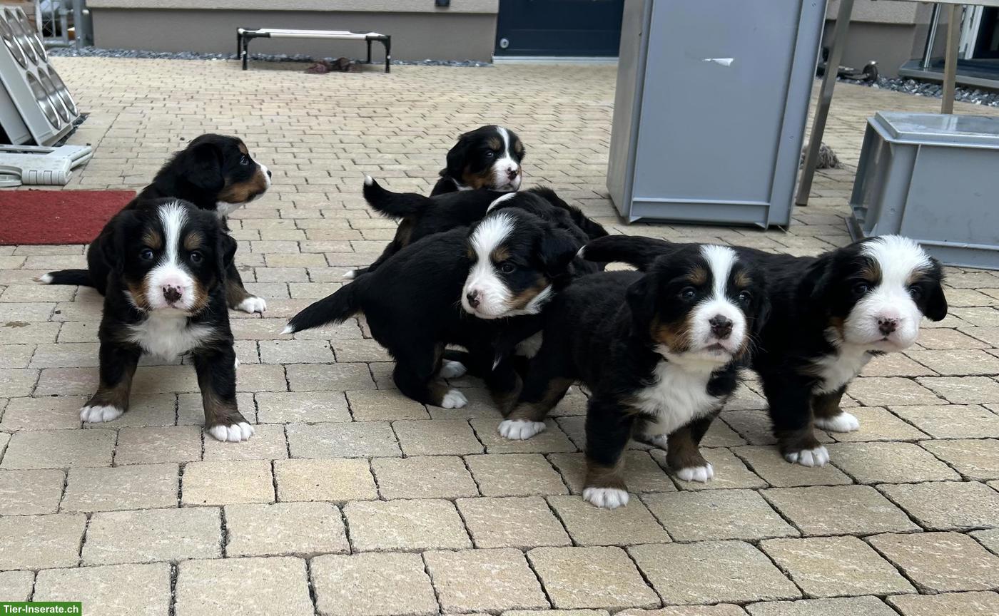 Bild 5: Berner Sennenhund Welpen