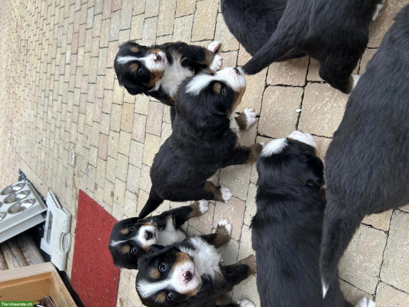 Bild 6: Berner Sennenhund Welpen