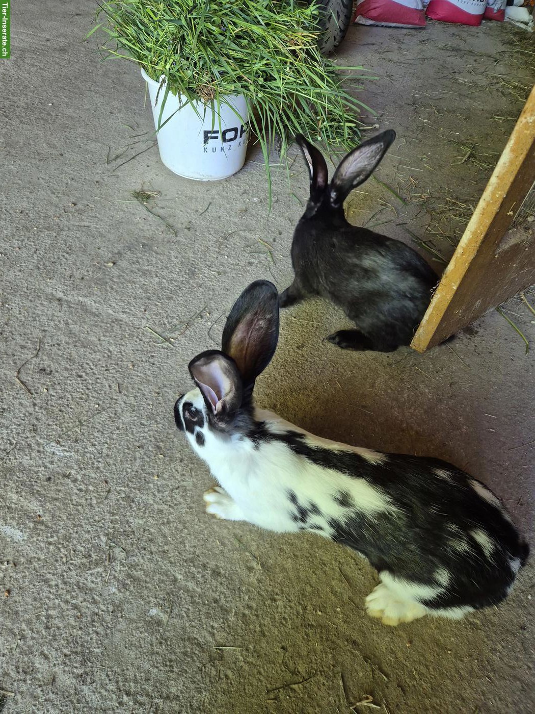 Junge Schweizer Schecken Kaninchen, reinrassig