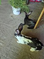 Junge Schweizer Schecken Kaninchen, reinrassig