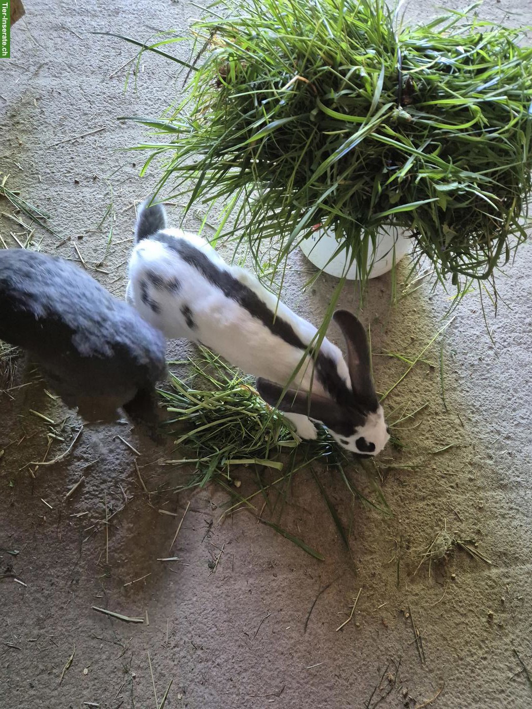 Bild 2: Junge Schweizer Schecken Kaninchen, reinrassig