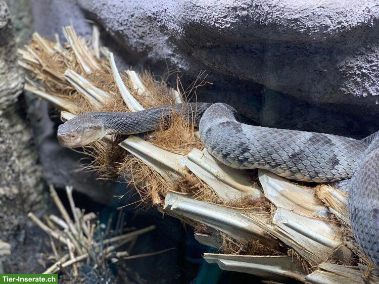 Bothrops moojeni CH-NZ 2014