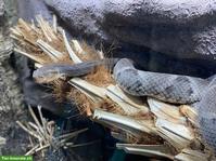 Bothrops moojeni CH-NZ 2014