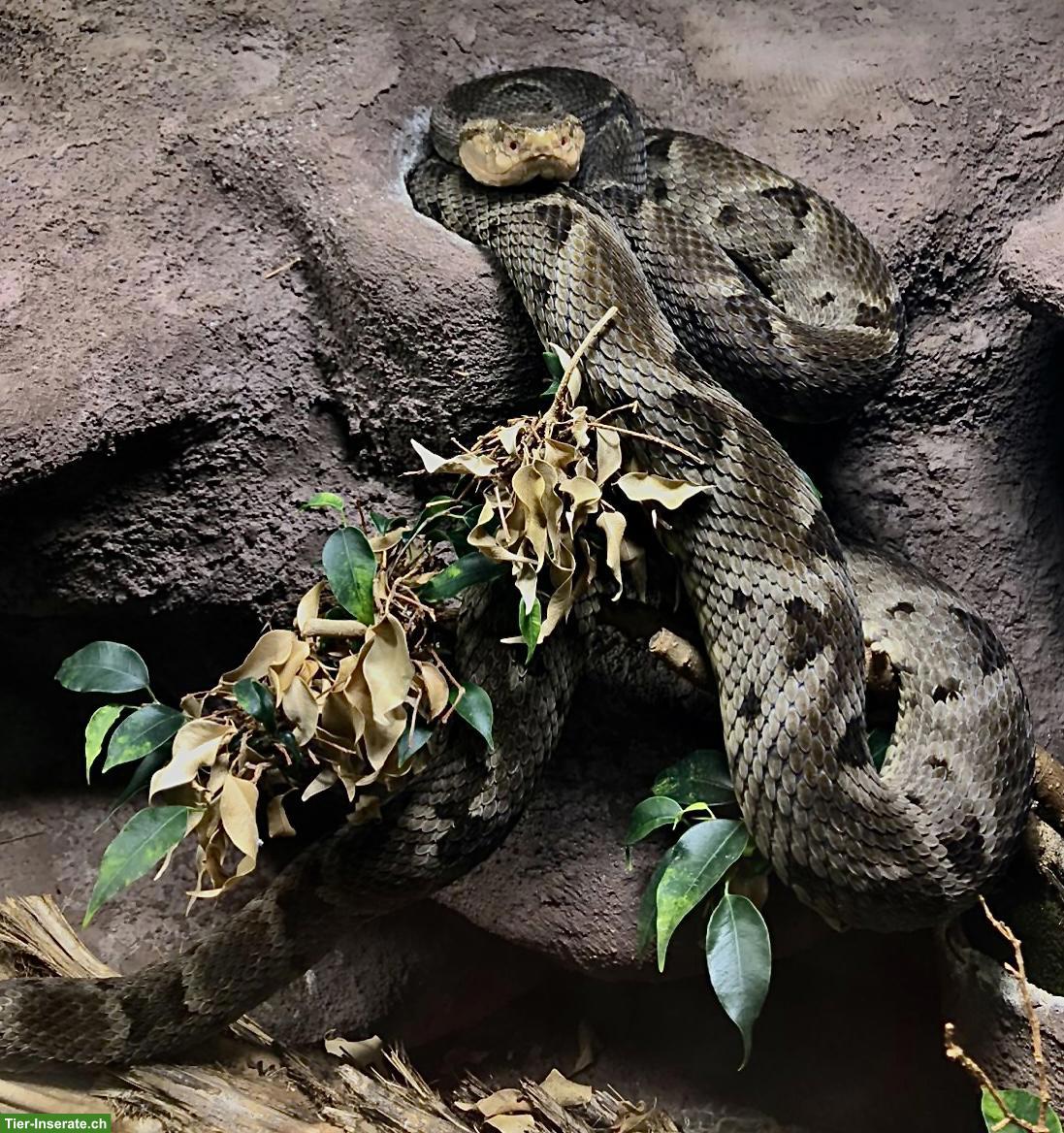 Bild 2: Bothrops moojeni CH-NZ 2014