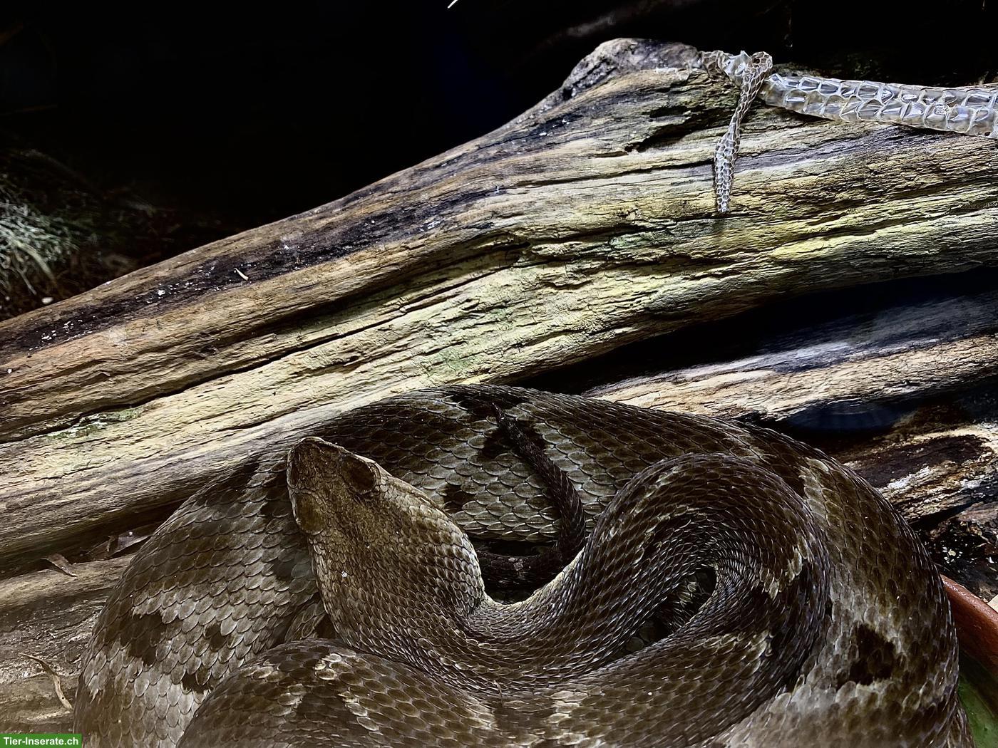 Bild 3: Bothrops moojeni CH-NZ 2014