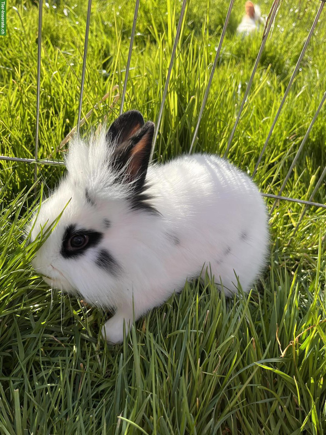 Junger Löwenkopfmischlings-Bock aus Hobbyzucht