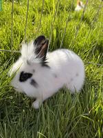 Junger Löwenkopfmischlings-Bock aus Hobbyzucht