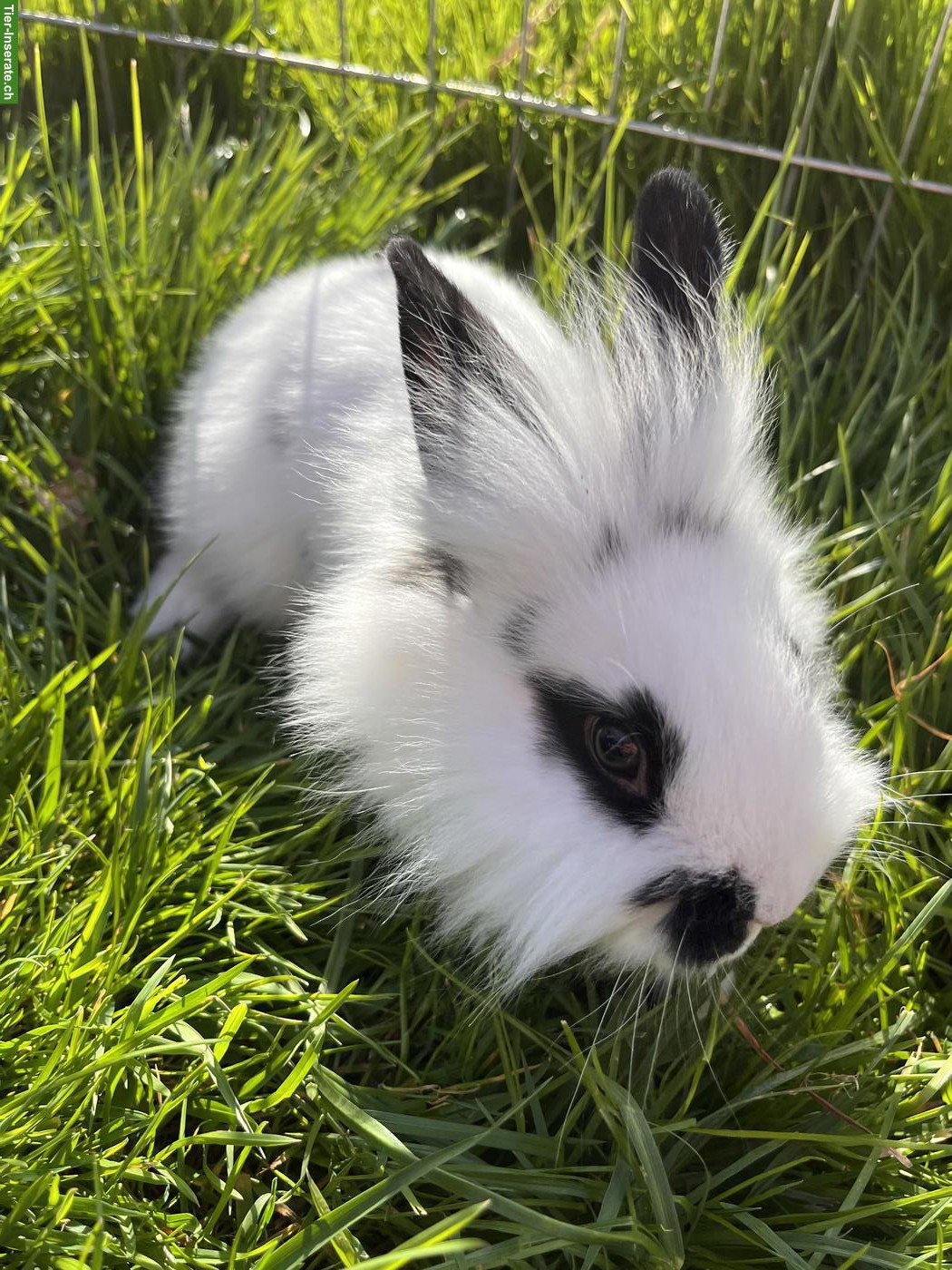 Bild 3: Junger Löwenkopfmischlings-Bock aus Hobbyzucht