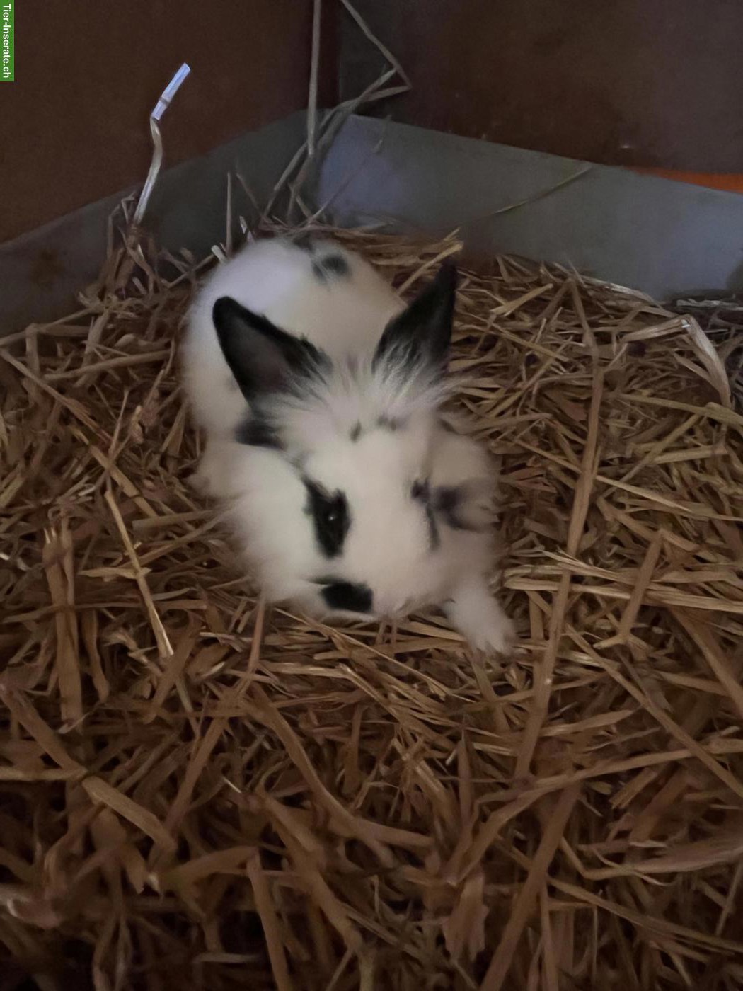 Bild 4: Junger Löwenkopfmischlings-Bock aus Hobbyzucht