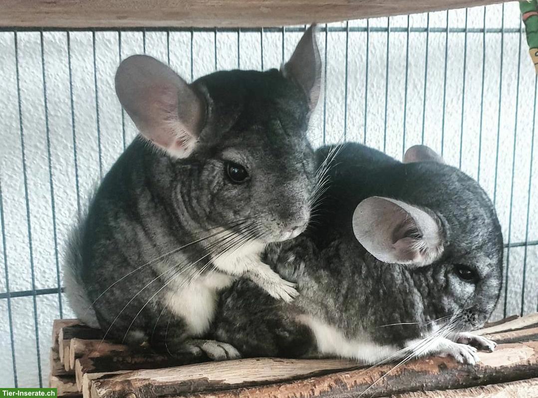 Chinchilla-Duo inkl. Käfig & Profi-Laufrad