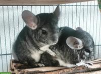 Chinchilla-Duo inkl. Käfig & Profi-Laufrad
