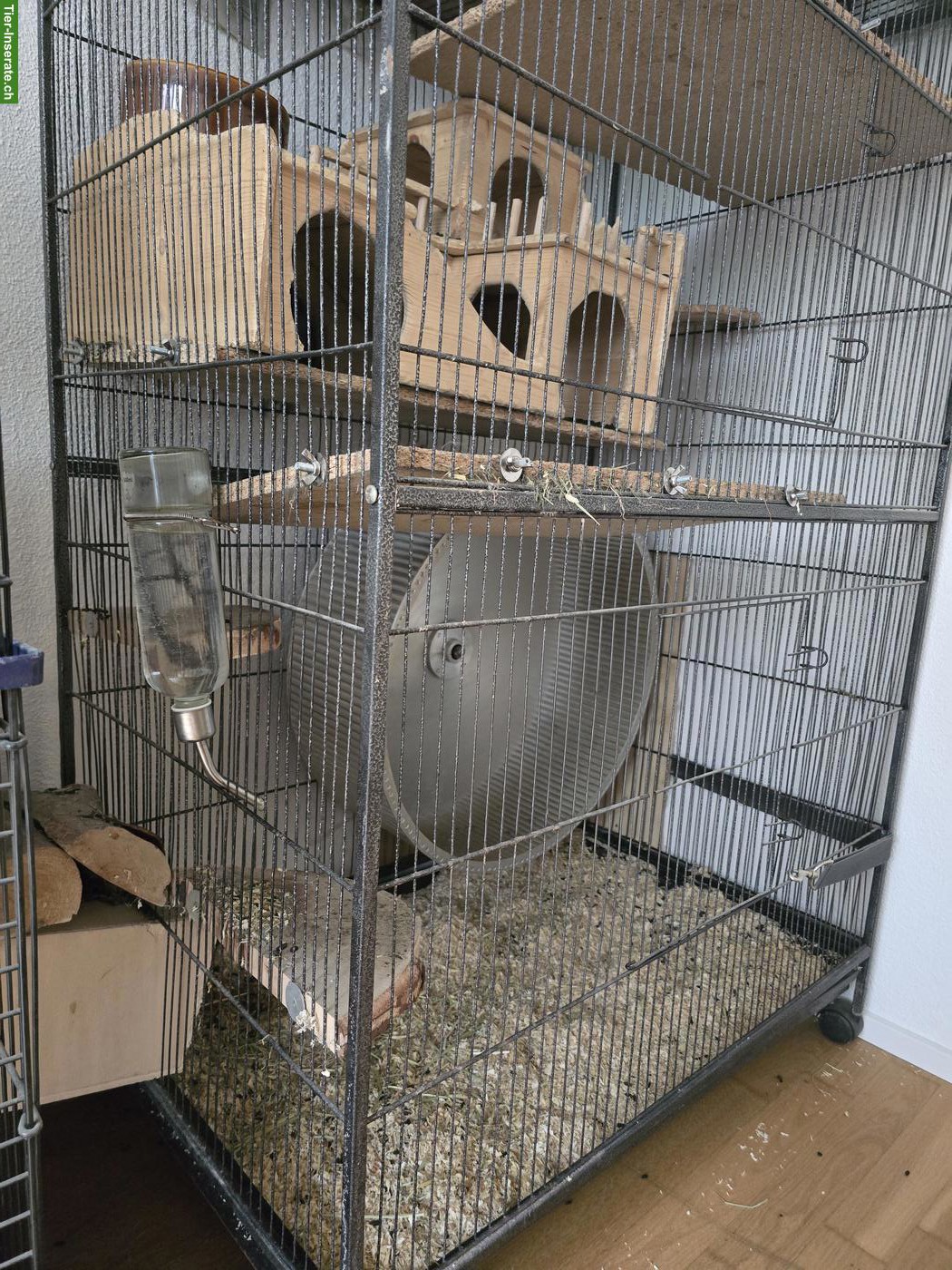 Bild 2: Chinchilla-Duo inkl. Käfig & Profi-Laufrad