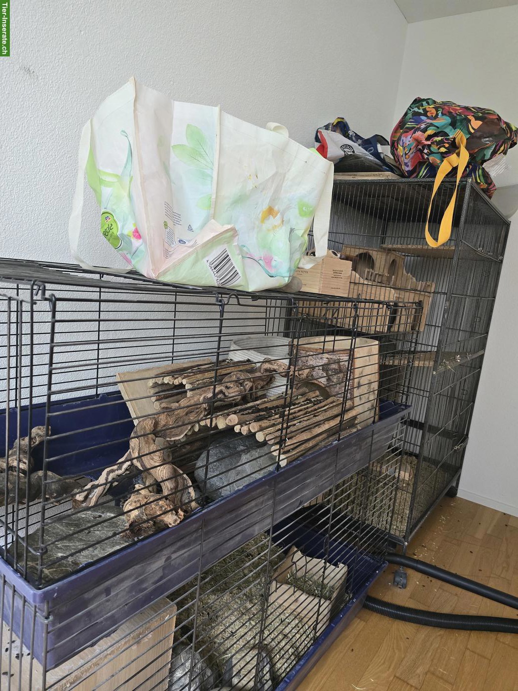 Bild 3: Chinchilla-Duo inkl. Käfig & Profi-Laufrad