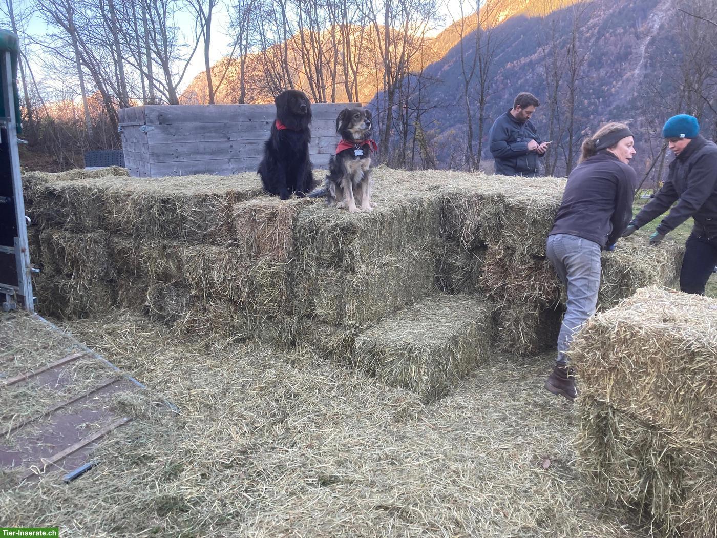 Bild 3: Praktikum mit Tieren im Tessin ab Juni 2026 für 3-6 Monate