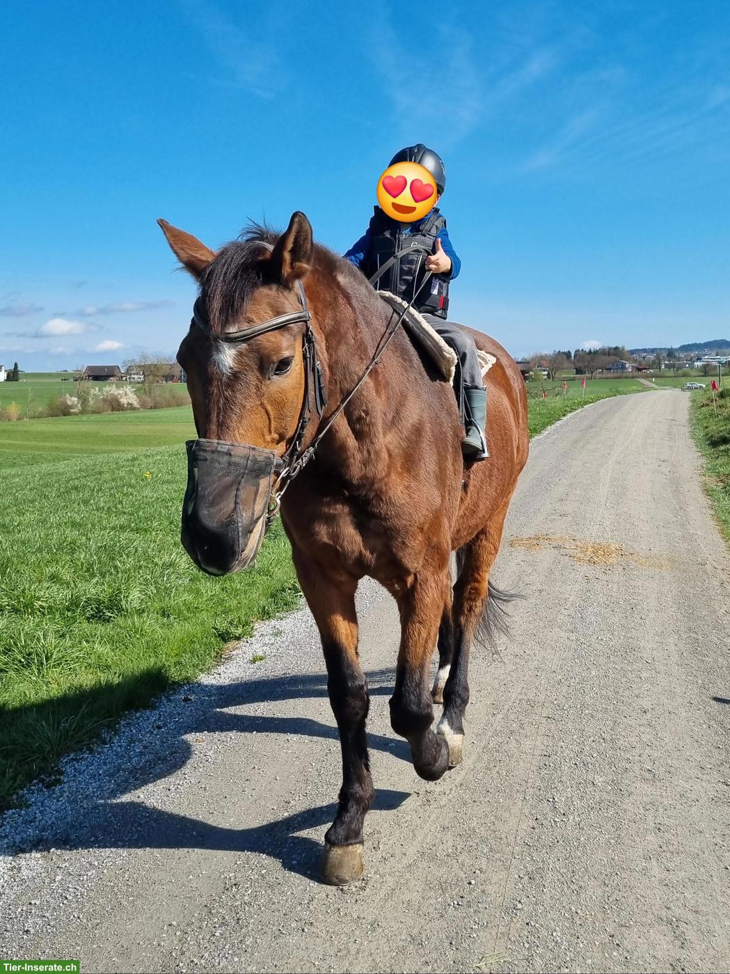 Reit- & Spazierbeteiligung auf Kinder- & Freizeitpferd, Gossau SG