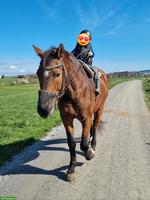 Reit- & Spazierbeteiligung auf Kinder- & Freizeitpferd, Gossau SG