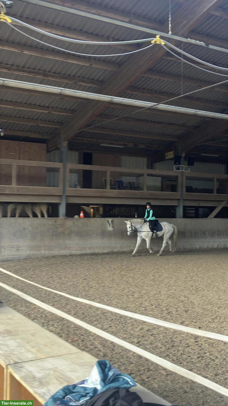 Suche Reitbeteiligung im Kreis Bern
