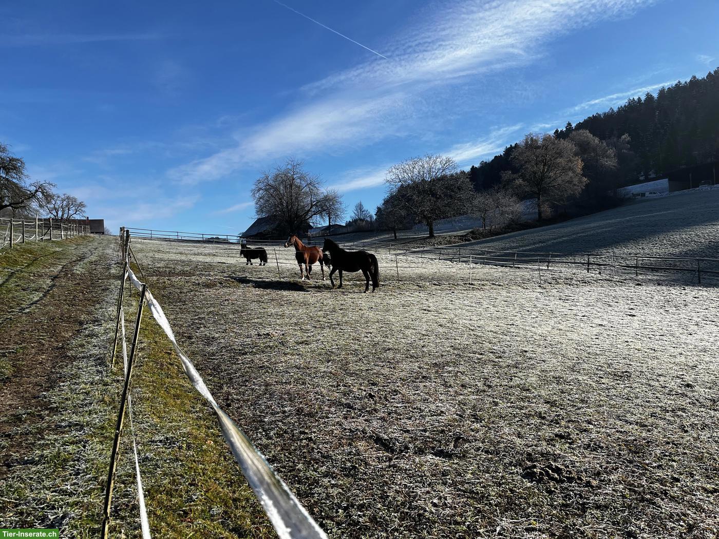 Bild 6: Freie, grosse Auslaufbox mit Vollpension in Reiden LU