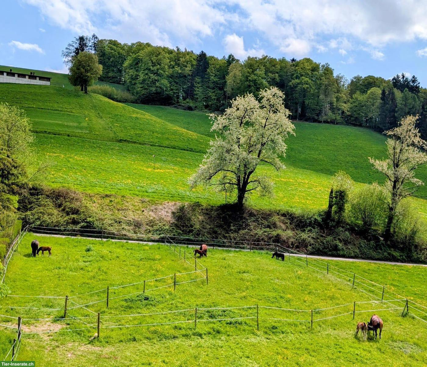 Bild 8: Freie, grosse Auslaufbox mit Vollpension in Reiden LU