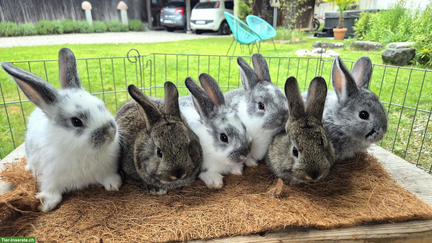 Zahme junge Zwergkaninchen zu vergeben 🐰