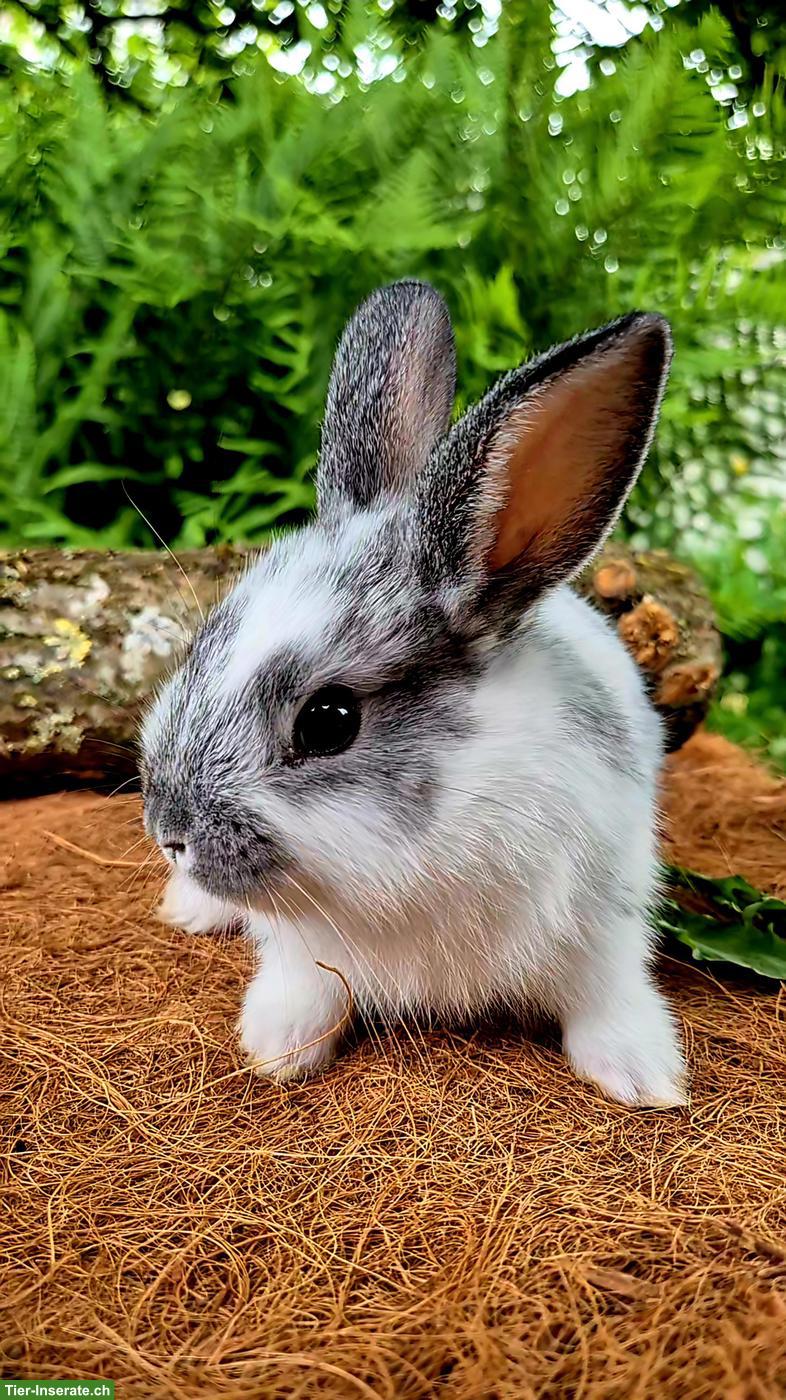 Bild 2: Zahme junge Zwergkaninchen zu vergeben 🐰