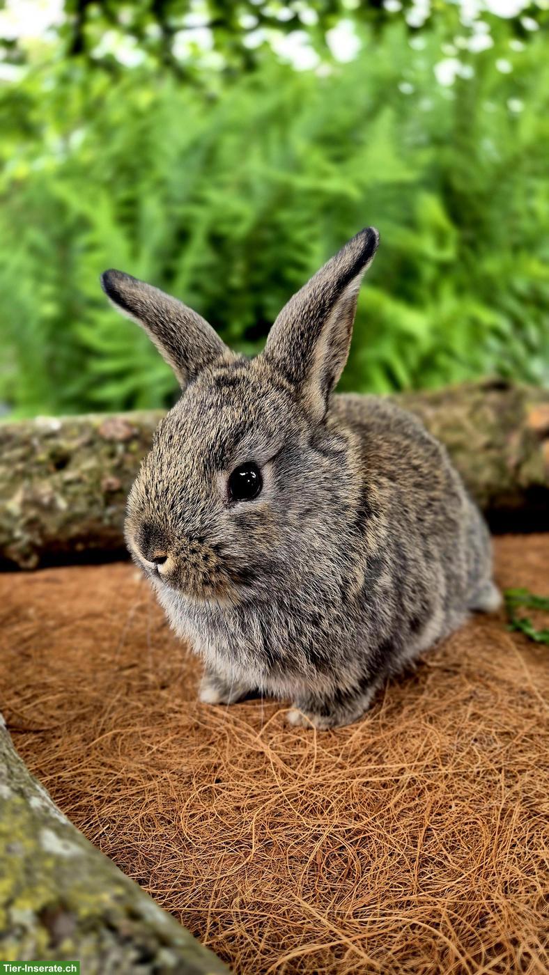 Bild 3: Zahme junge Zwergkaninchen zu vergeben 🐰