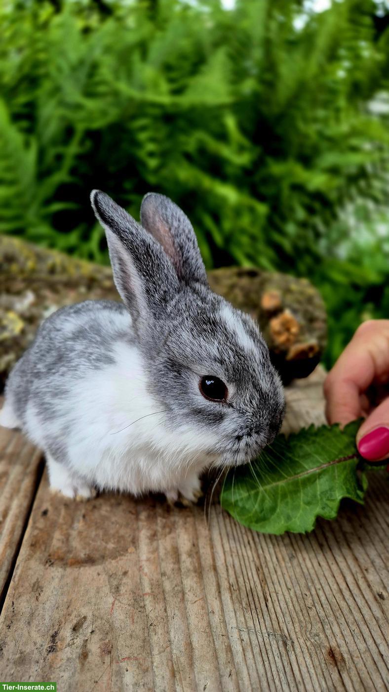 Bild 4: Zahme junge Zwergkaninchen zu vergeben 🐰