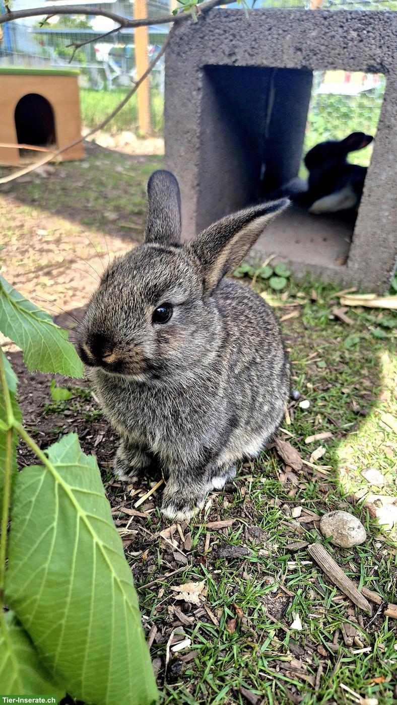 Bild 5: Zahme junge Zwergkaninchen zu vergeben 🐰