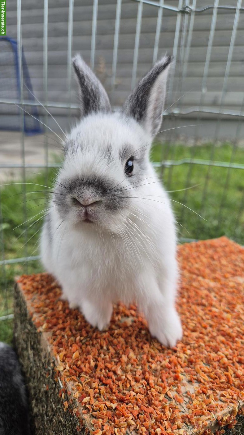 Bild 6: Zahme junge Zwergkaninchen zu vergeben 🐰