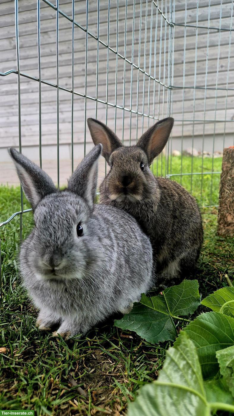 Bild 7: Zahme junge Zwergkaninchen zu vergeben 🐰
