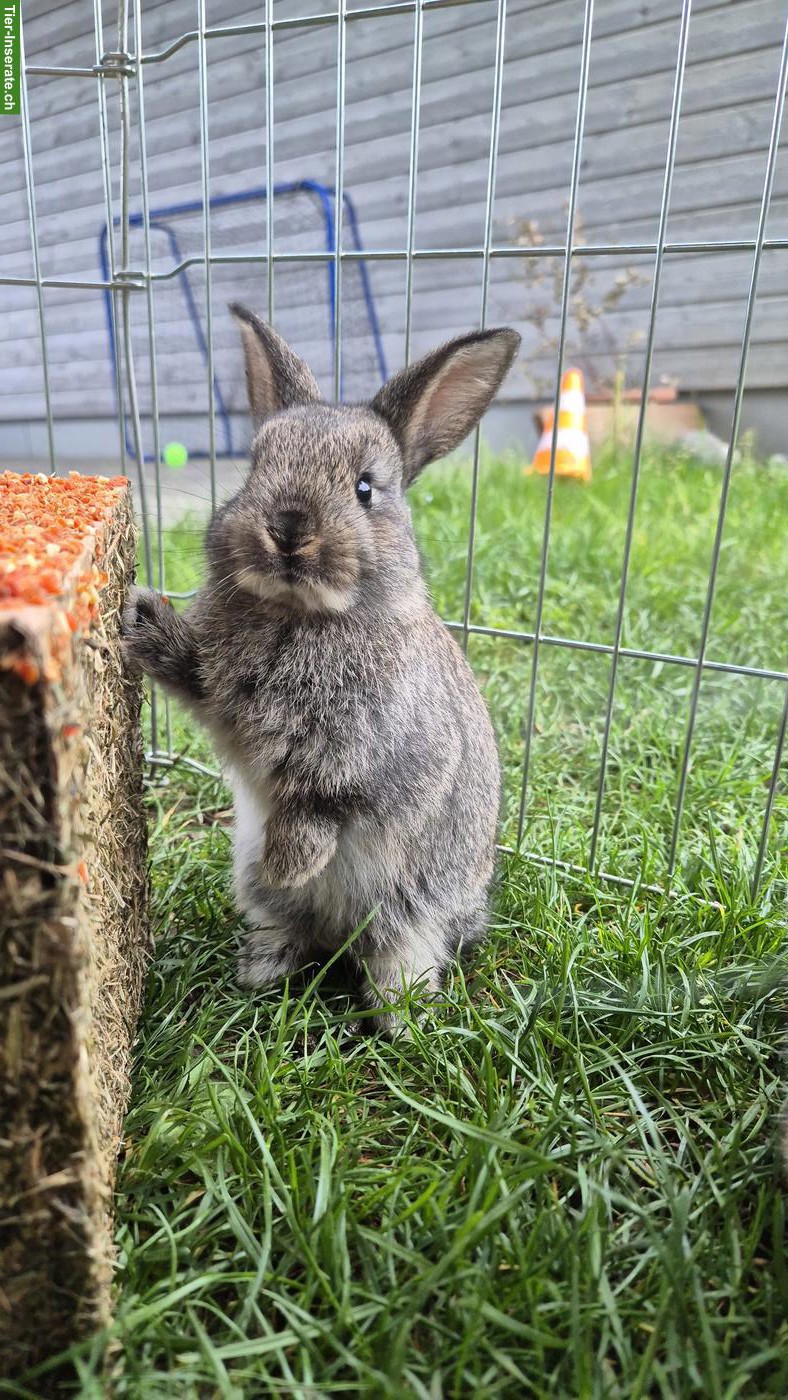 Bild 8: Zahme junge Zwergkaninchen zu vergeben 🐰