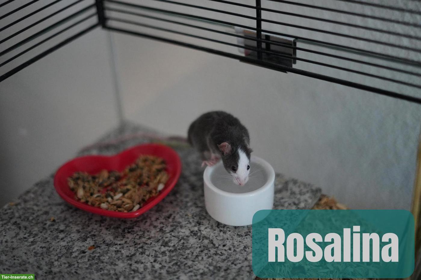 Bild 3: Farbmaus Trio: Peach, Daisy & Rosalina
