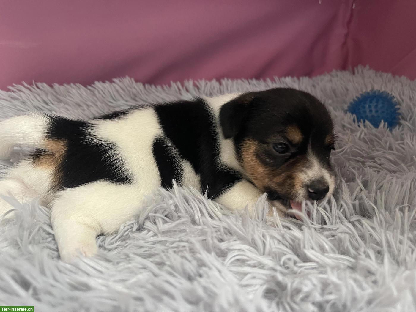 Jack Russell Terrier Welpen