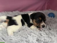 Jack Russell Terrier Welpen