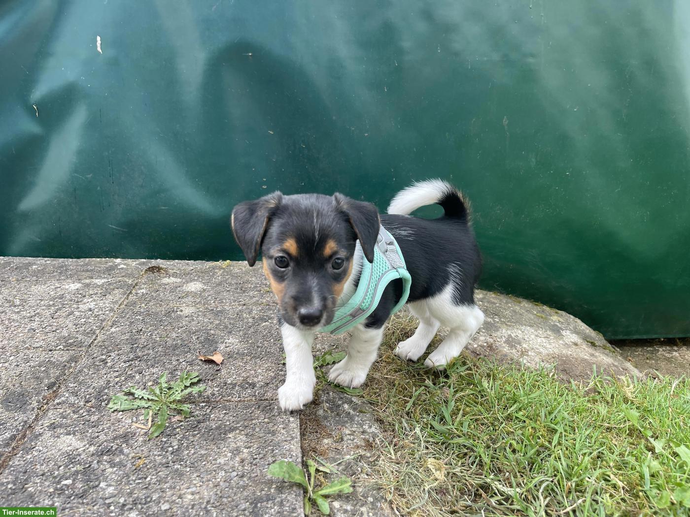 Bild 10: Jack Russell Terrier Welpen