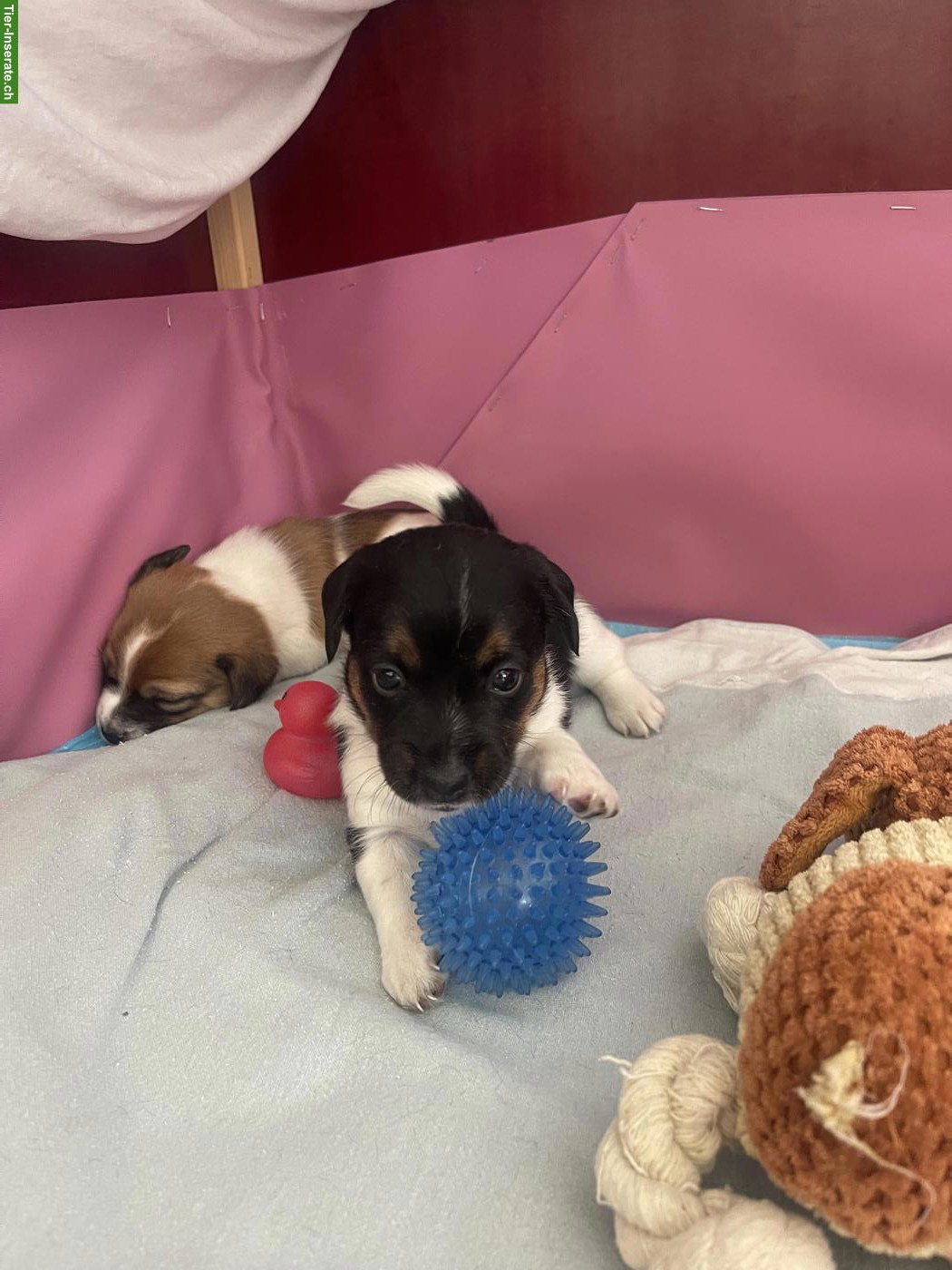 Bild 2: Jack Russell Terrier Welpen