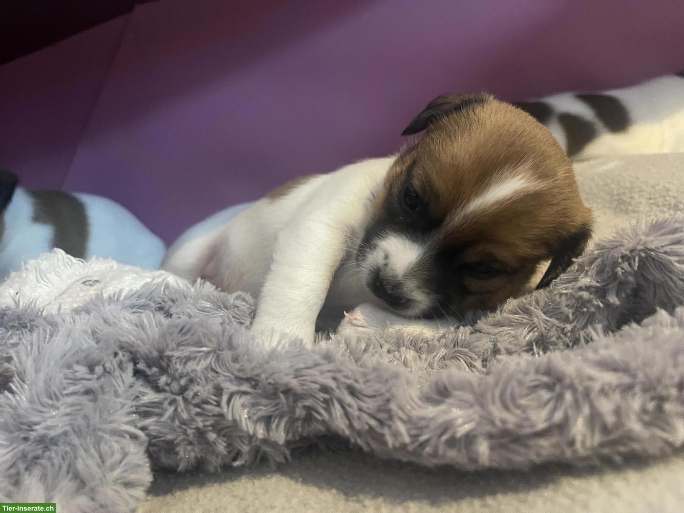 Bild 3: Jack Russell Terrier Welpen