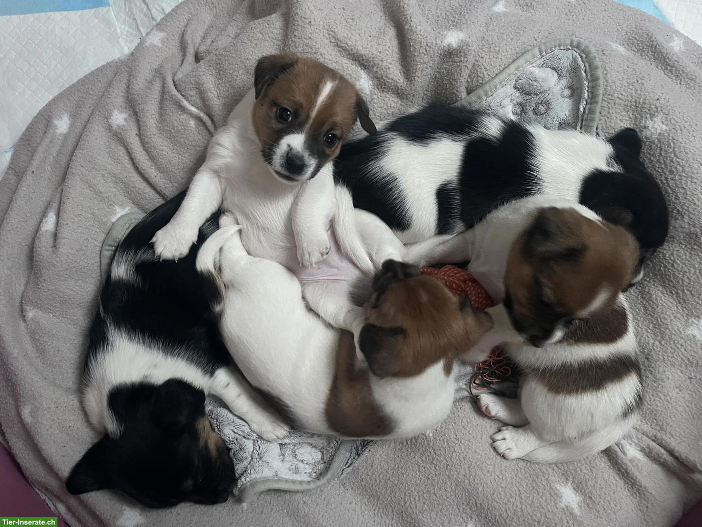 Bild 4: Jack Russell Terrier Welpen