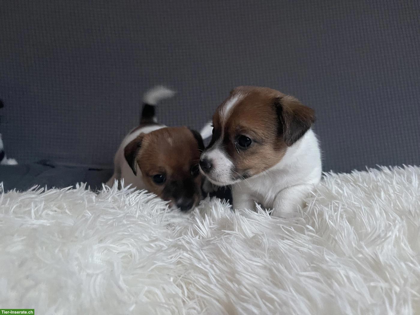 Bild 5: Jack Russell Terrier Welpen