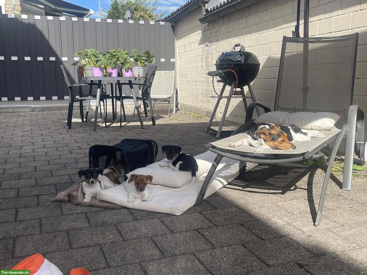 Bild 6: Jack Russell Terrier Welpen