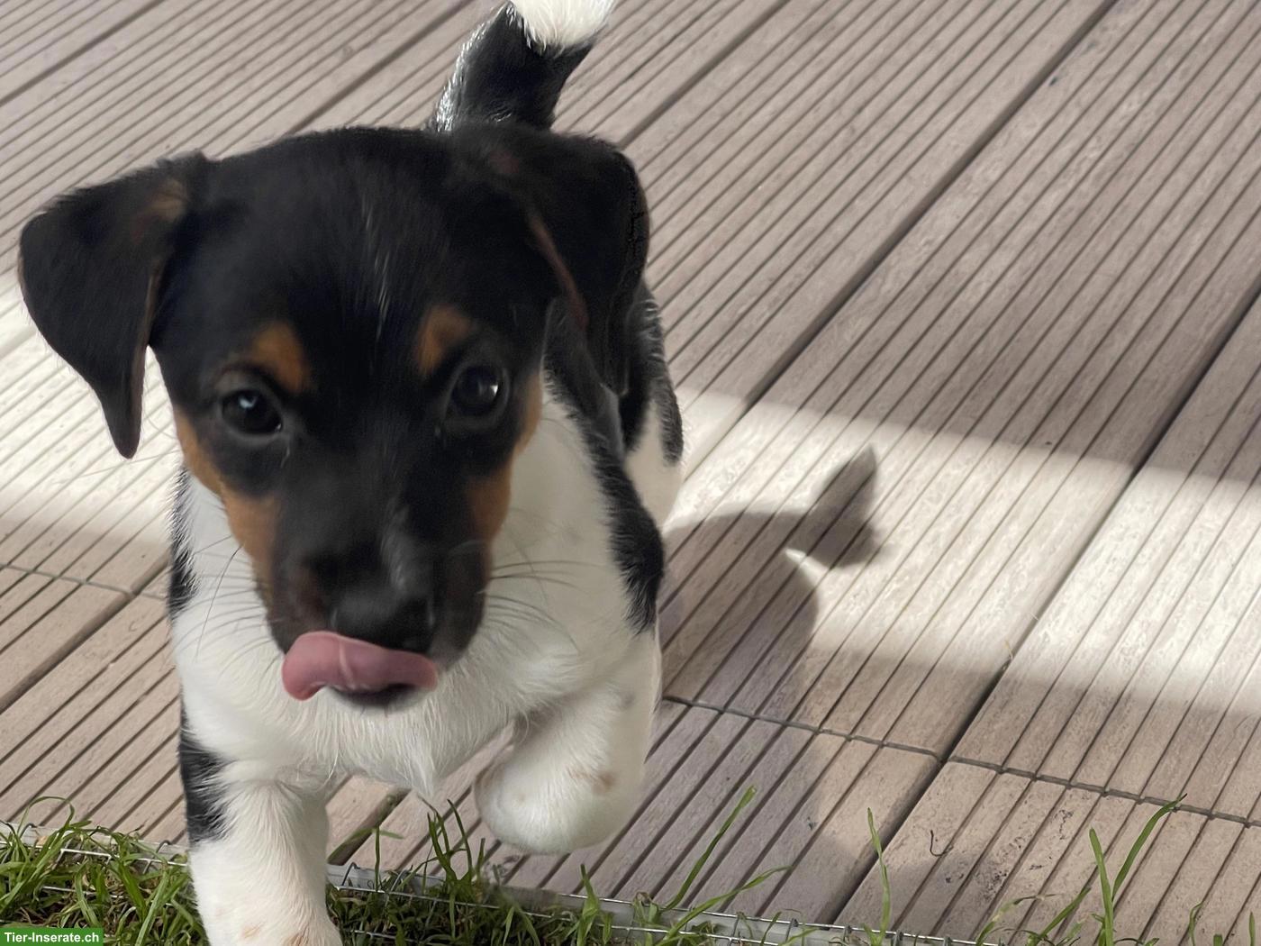 Bild 7: Jack Russell Terrier Welpen