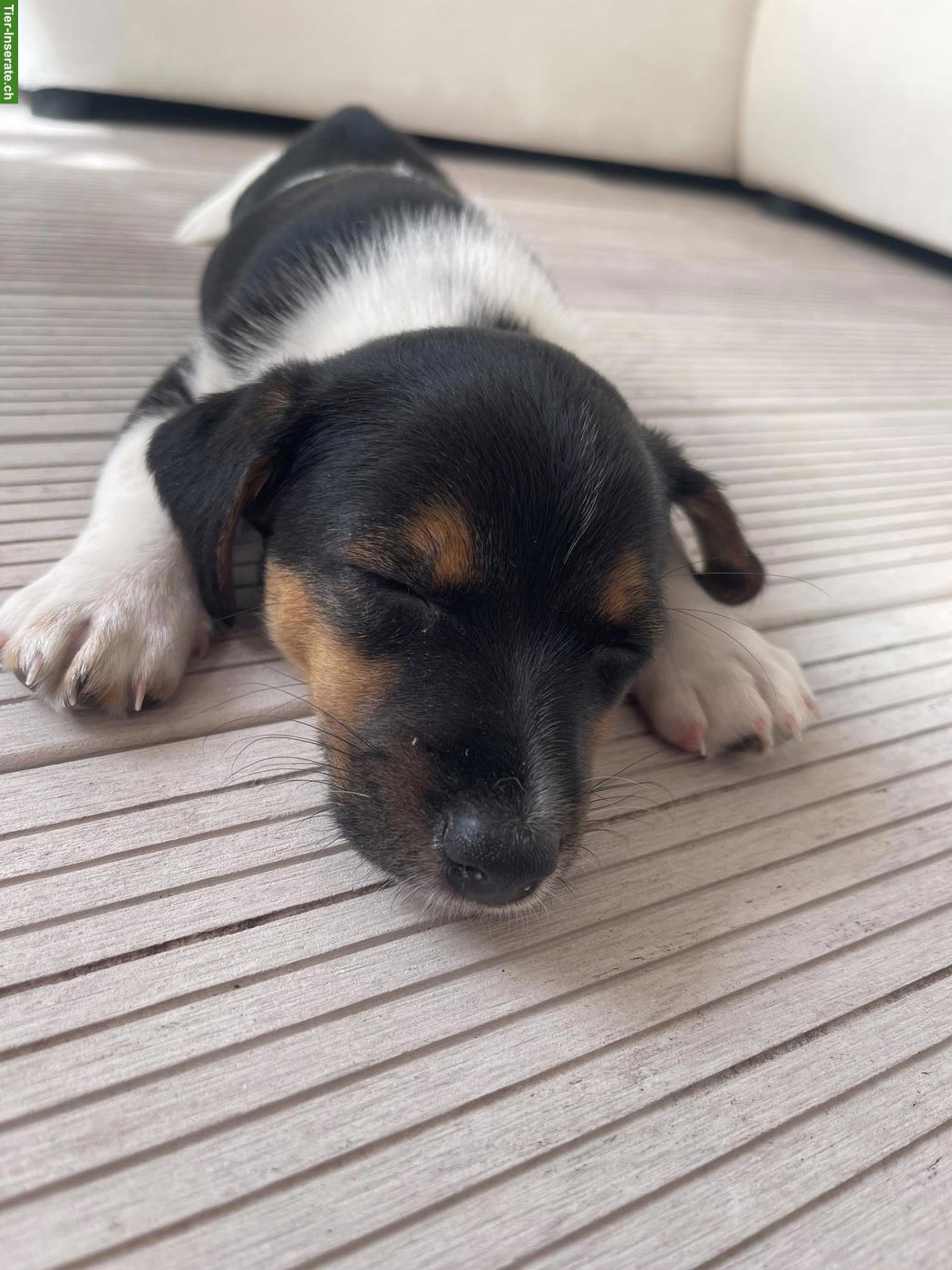 Bild 8: Jack Russell Terrier Welpen