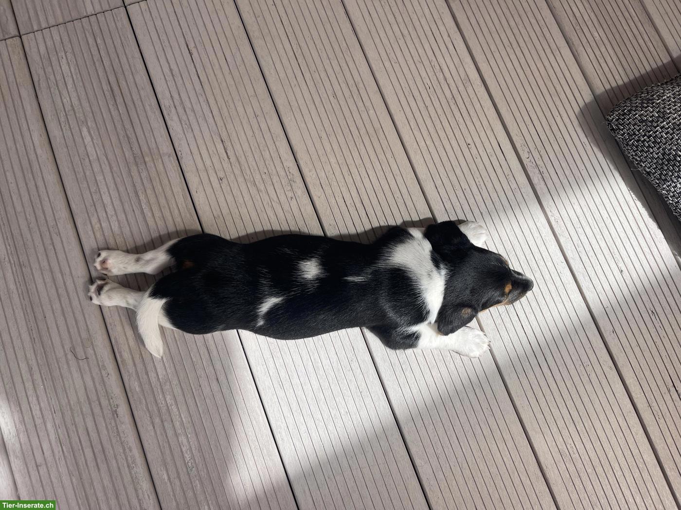 Bild 9: Jack Russell Terrier Welpen