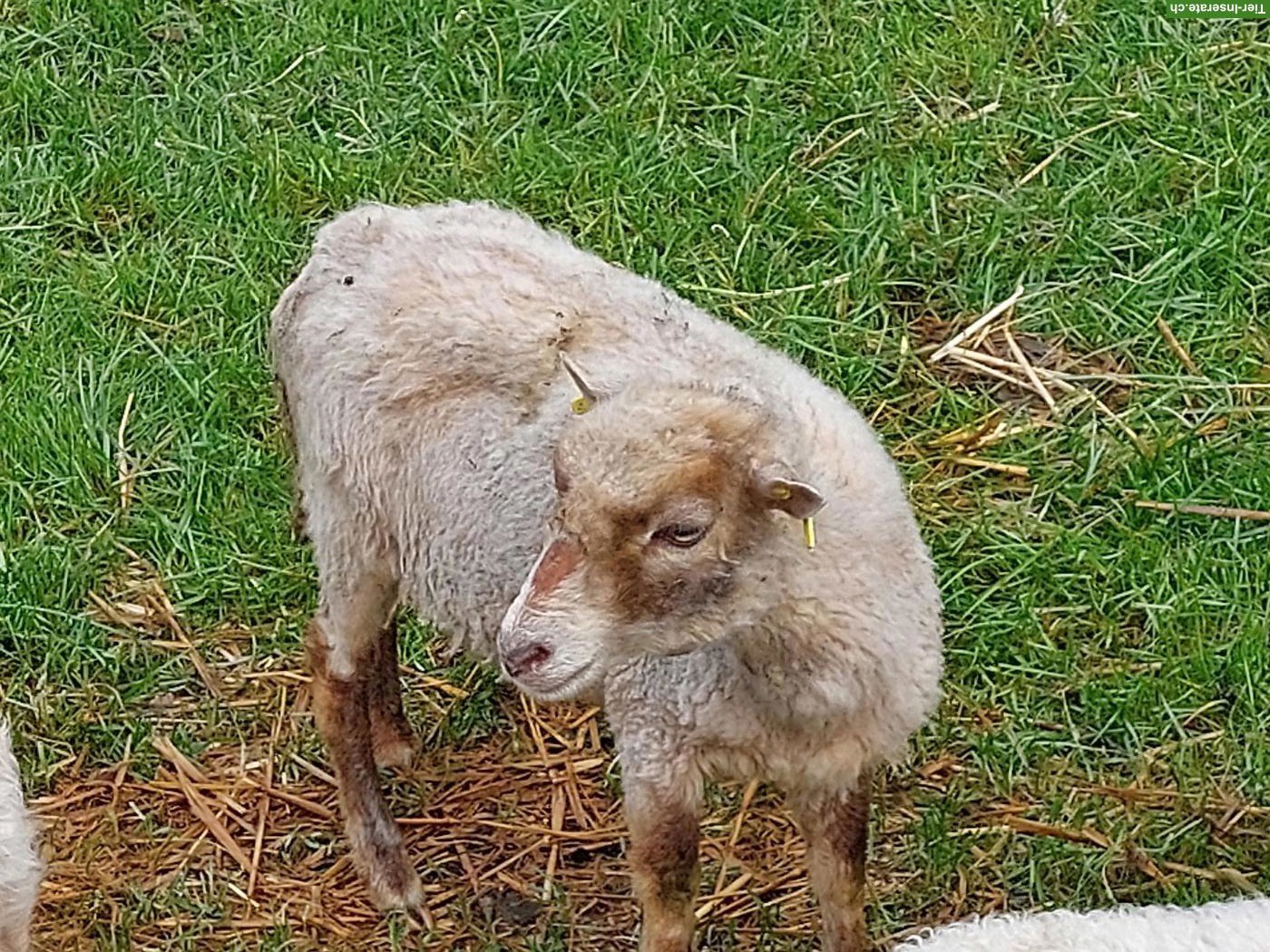 Ouessantschaf Auen zu verkaufen