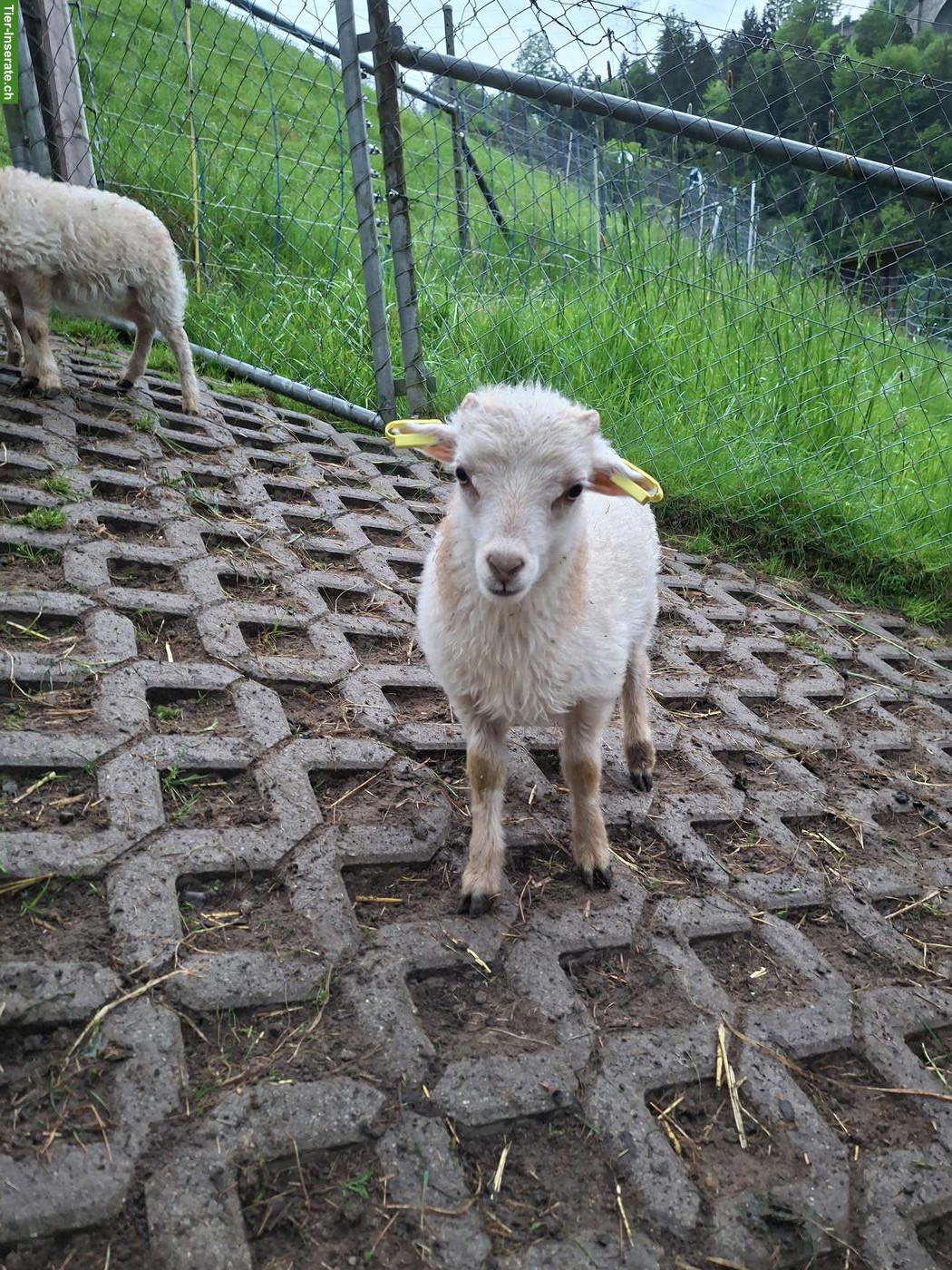 Bild 4: Ouessantschaf Auen zu verkaufen