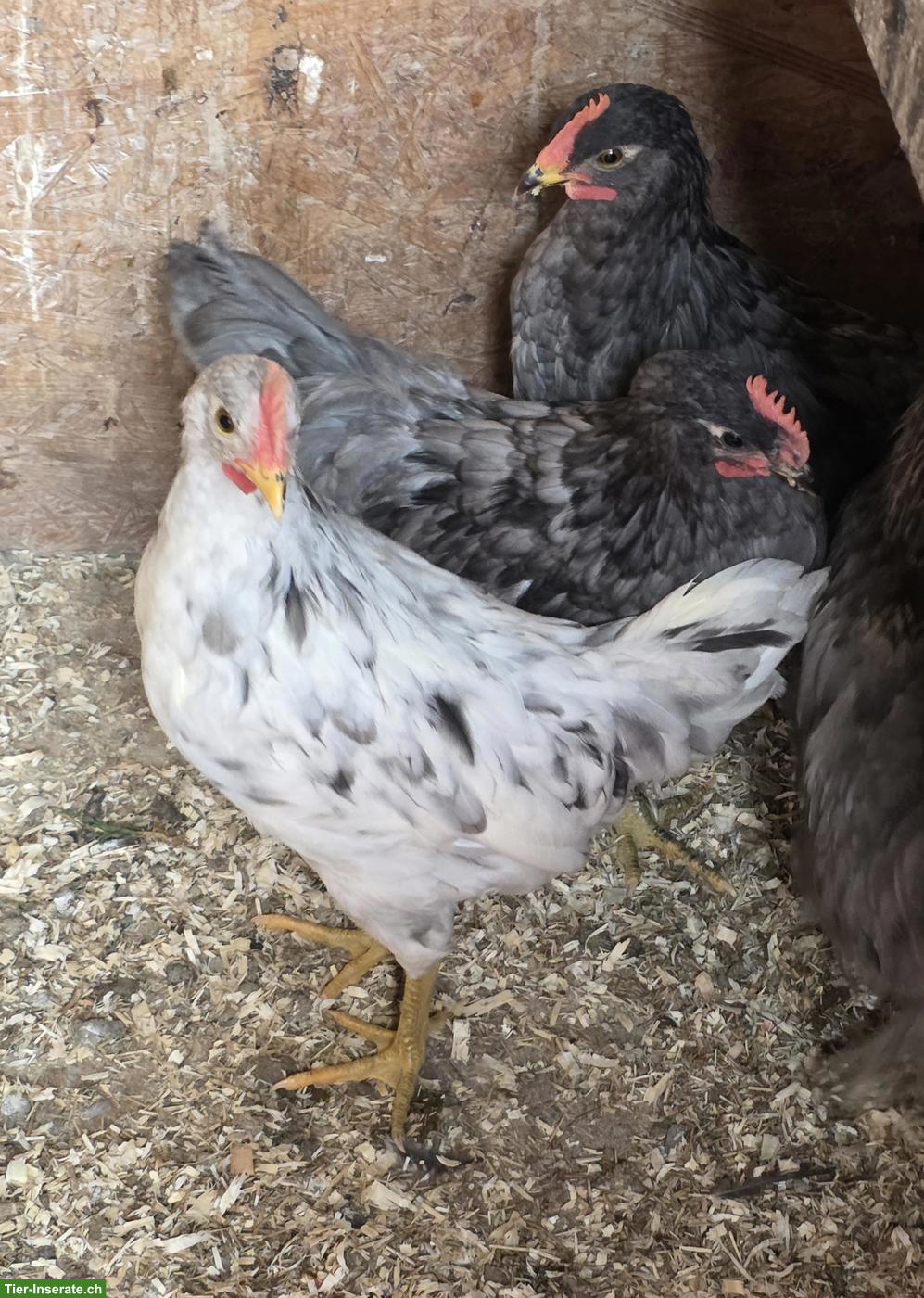 Silverudds Blå Junghähne, Silber & Splash