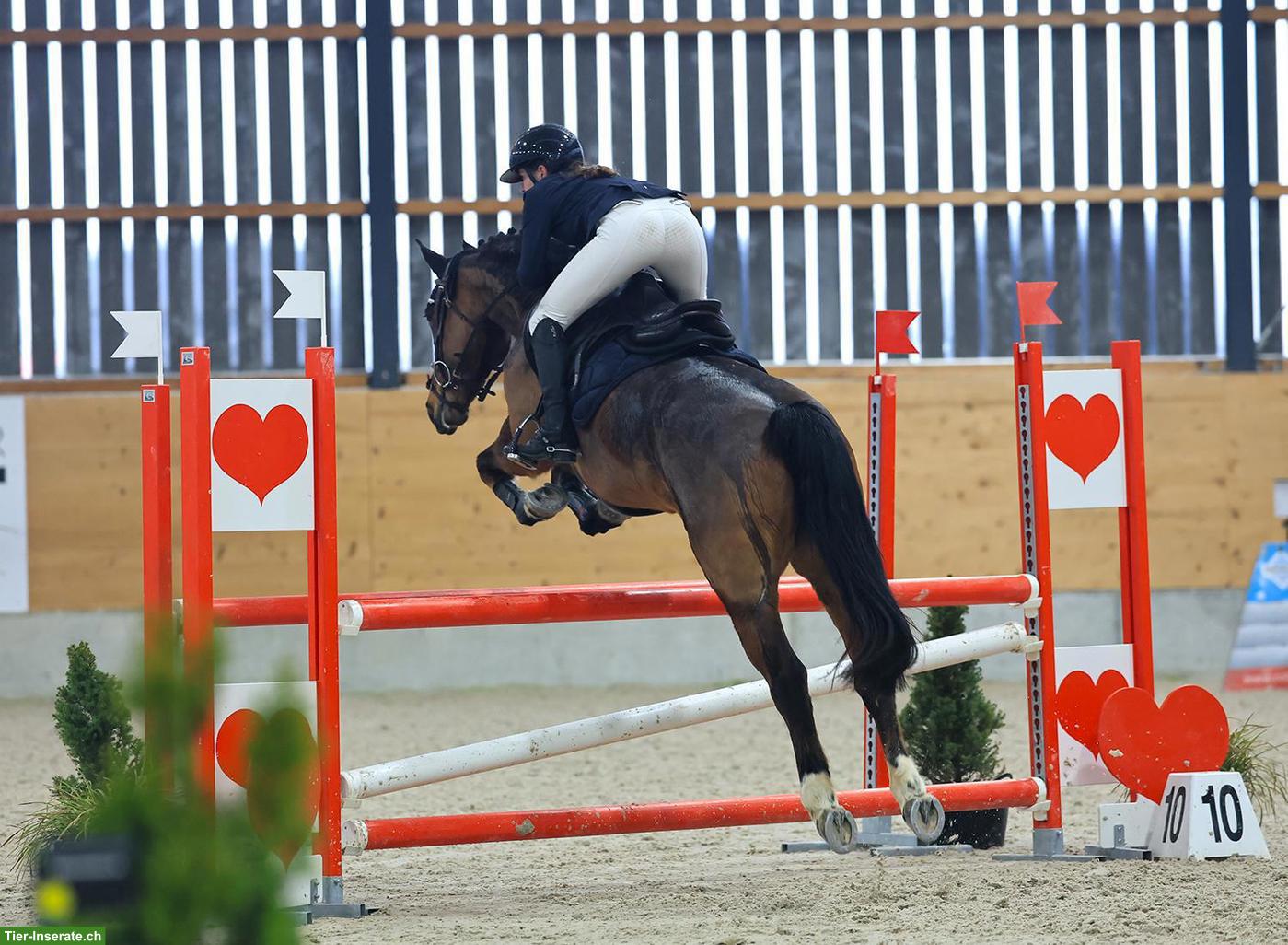 Bild 2: Freibergerstute, zuverlässiges Sport-/Freizeitpferd mit grossem Herz