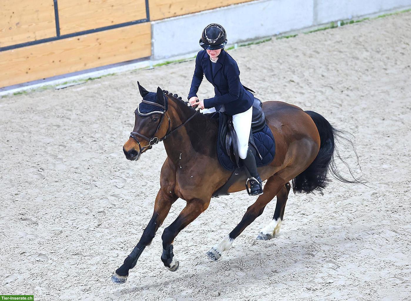 Bild 3: Freibergerstute, zuverlässiges Sport-/Freizeitpferd mit grossem Herz